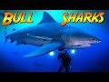 Bull Sharks of Florida! | JONATHAN BIRD'S BLUE WORLD