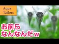 念願の？熱帯魚？をアクアテイラーズさんでお迎えしました #アクアリウム