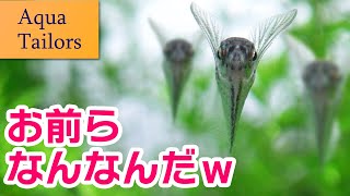 念願の？熱帯魚？をアクアテイラーズさんでお迎えしました #アクアリウム