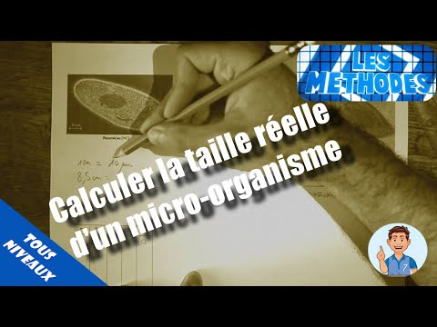 Vidéo: Comment Trouver La Taille Réelle D'un Triangle