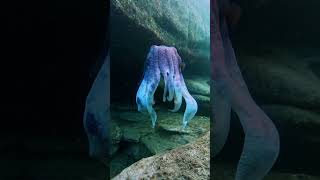 World's Most DEADLY &amp; Unreal Ocean Creatures That Shouldn't Exist! 🐙🦑🐸 Insane Deep Sea Life!