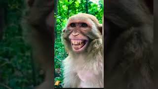 बंदर का वीडियो || monkey funny video #Bandar #tiktok #trandingshorts #shorts
