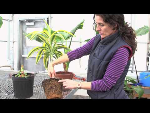 Video: Proper Watering Of Indoor Plants. Continuation