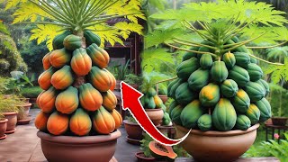 Great method !!! how to grafting papaya trees from papaya fruit.