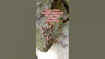 mikat rambatan paruh merah malah nemu sarang lebah 🐝 #lebah #lebahmaduhutan #maduhutanliar
