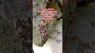 Download Lagu mikat rambatan paruh merah malah nemu sarang lebah 🐝 #lebah #lebahmaduhutan #maduhutanliar MP3