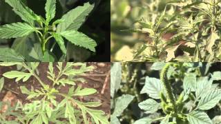 Ag PhD Show #877 (Air Date 1/25/15)