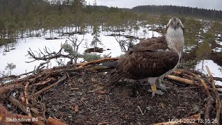 #4 Sääksilive (Osprey Cam in Finland) - Satakunnan sääkset