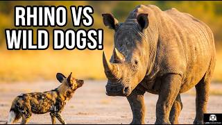 You Won't Believe What Happens When Wild Dogs Meet a White Rhino