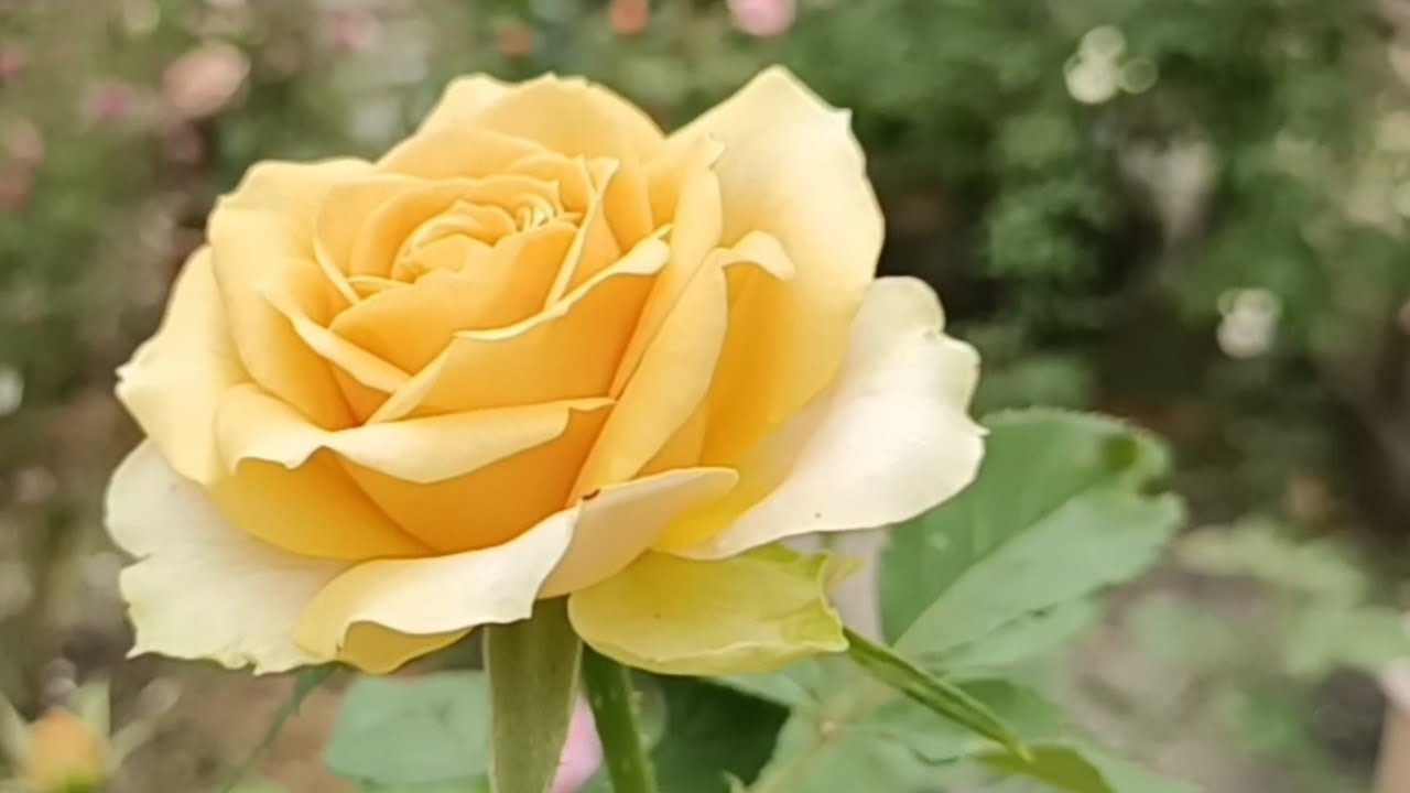 ชมสวนกุหลาบเล็กๆยามเช้า Golden Mustard Plume Miss Holland See a small