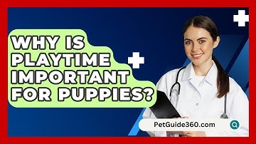 Why Is Playtime Important For Puppies? - PetGuide360.com