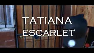TATIAANA ESCARLET FT. MATTHY NETS - NUESTRO MUNDO OFICIAL VIDEO