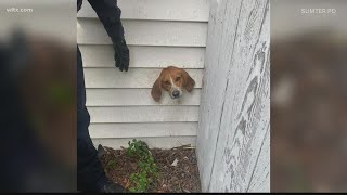'Bad dog' gets stuck in a dryer vent at his home in Sumter
