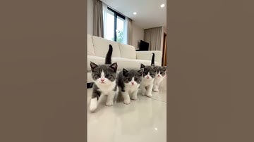 Small To Huge Animals Transformation #animals #animallife #shorts