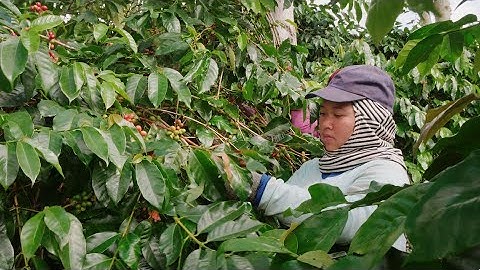 SCS Southeast Asia | SCS Global Services