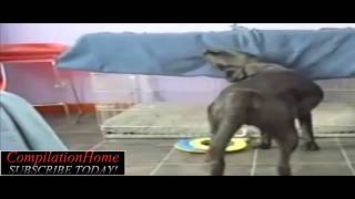 BEST Fail/Win Videos On YouTube Compilation 2012 (HQ)