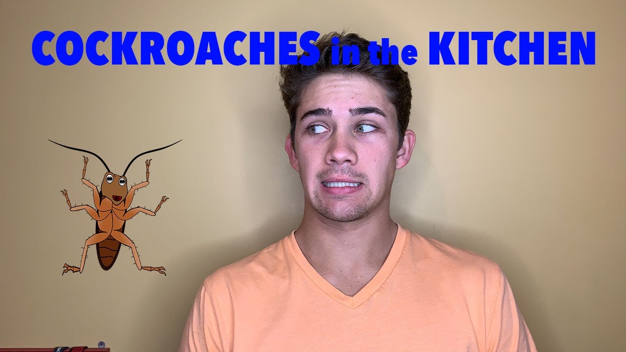 Cockroaches AND Indian Meal Moths in the Kitchen YouTube