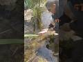 Trout dinner