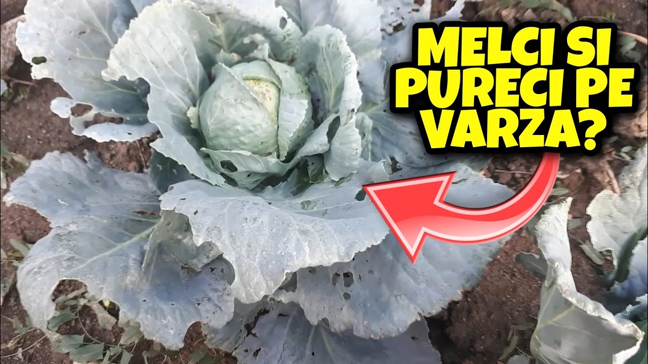 Cum scapi de melcii si puricii de pe varza?