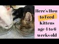 What & How to Feed Kittens age 4 to 6 Weeks old