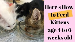 What & How to Feed Kittens age 4 to 6 Weeks old screenshot 4