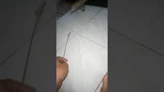 varanus nebulosus makan cicak