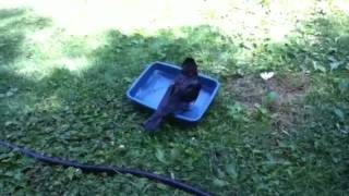 Moa tubby time (crow) screenshot 5