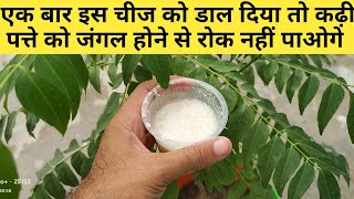 इस फ्री की चीज को डालने के बाद कढ़ी पत्ता को जंगल होने से रोक nhi पाओगे। Kadhi patta care