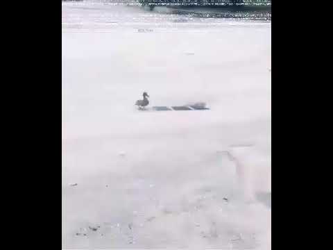 شاهد سقوط صغار البطة في الحفره سبحان الله بطة بطة شفناها 