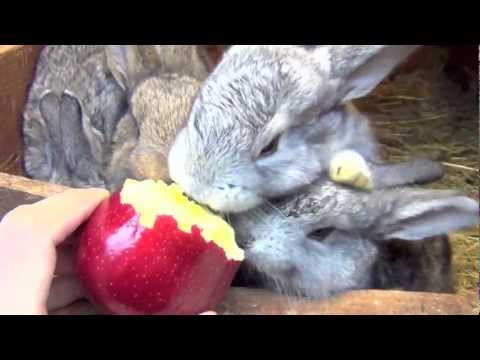 Кролики смачно кушают яблоко