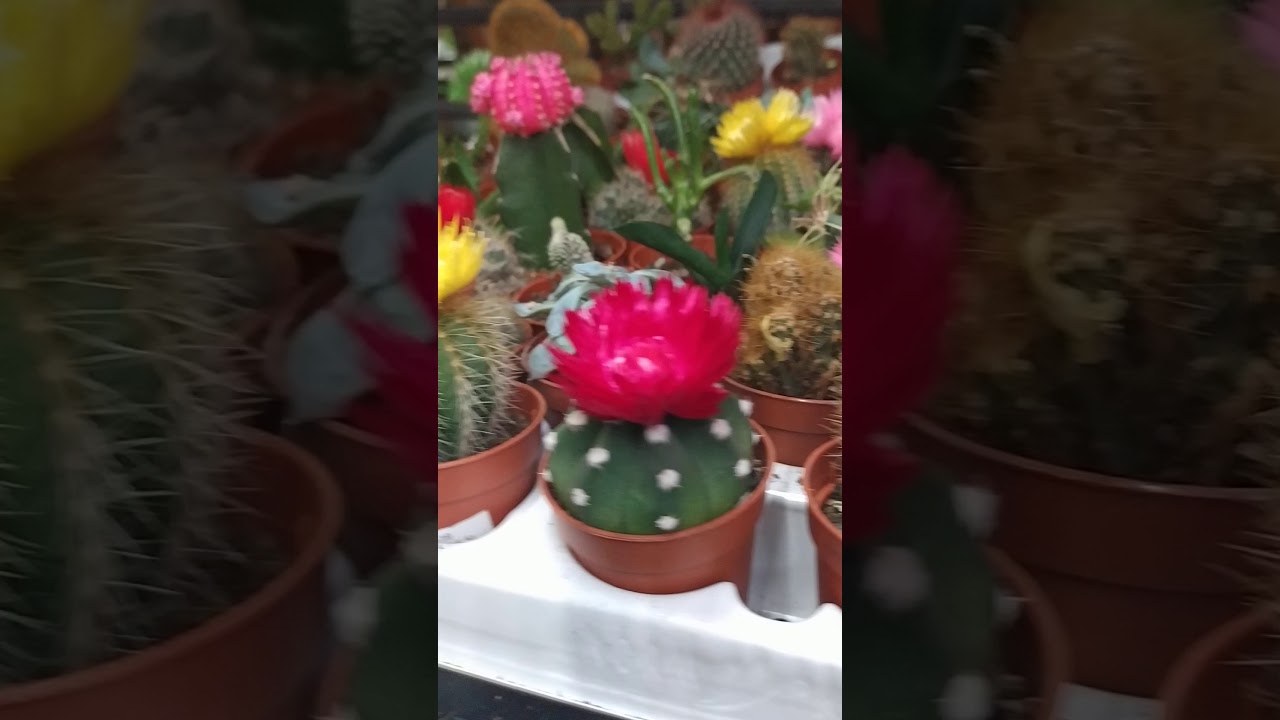 Moon cactus so beautiful bloosom