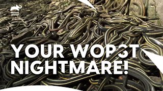 Garter Snakes - Everything You Need To Know गरटर सनक World Snake Day Animal Planet