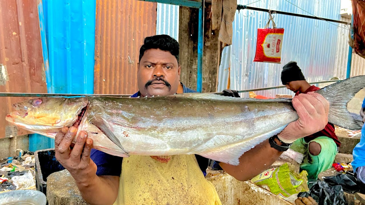 KASIMADU SPEEDSELVAM BIG SIZE COBIA FISH CUTTING VIDEO 