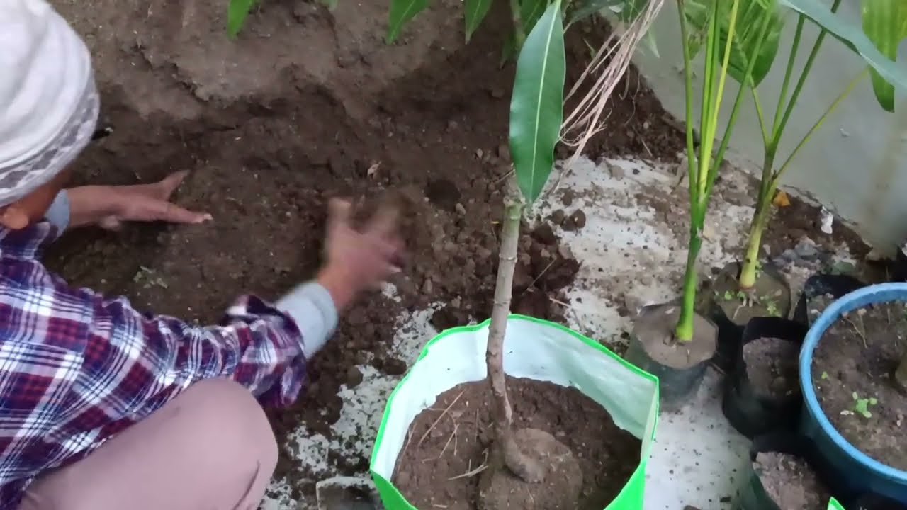 Planting "Pusa Pitambar Mango" plants and "Supari Palm" ...  
