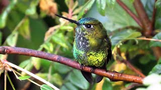 Agitated Black-thighed Puffleg Claiming Territory.