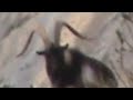 Caceria de Ibex Zind en el Rancho El Cedrito Coahuila 2008 Hunting Mexico
