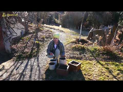 Wideo: Sadzenie maków: jak uprawiać maki