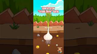 How To Grow Single Clove Garlic The Secret