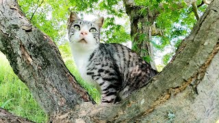サバシロ猫が「暑苦しいから近づかニャいで！」と木に登って行った