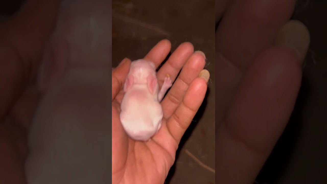 4days oldsbaby rabbit 