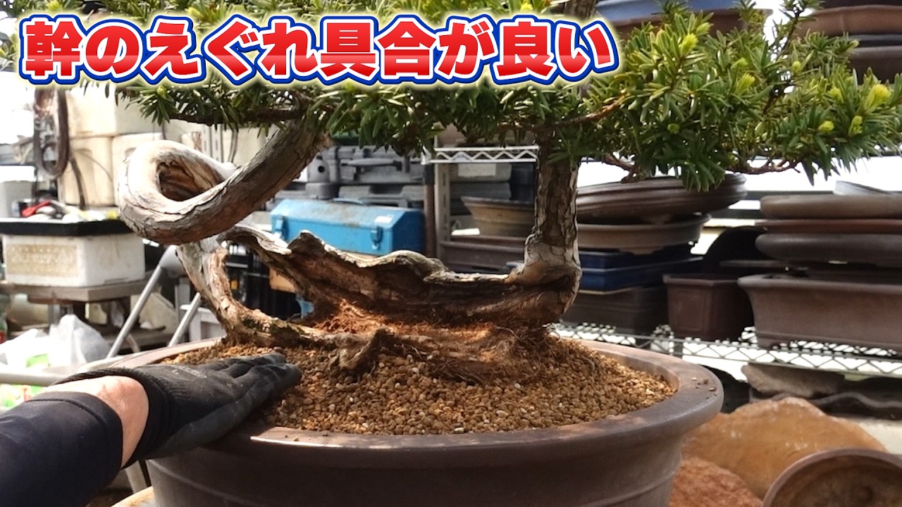 イチイ(アララギ)の丸盆 皮1枚で生きているイチイ - YouTube