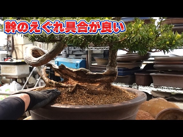イチイの木　台 皮1枚で生きているイチイ - YouTube