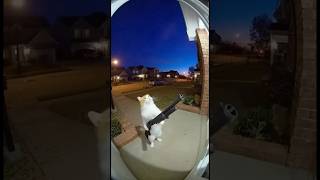Cat Fires a Gun in the USA😭😭😭😭 😱 -#ytshorts #cat #cats