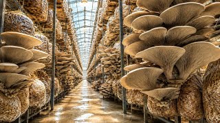 How Millions of Oyster Mushrooms Are Made in Giant Factory 😱🍄 | Full Process