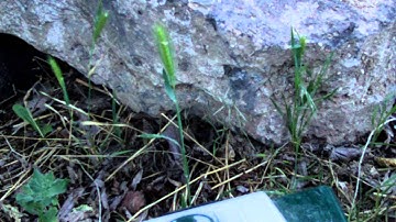 Axial dingo project and adventures