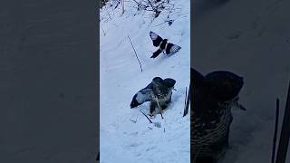 Buzzard drops in to feed, magpies circle like tiny gangsters #buzzard #magpies #trailcam #mobygratis