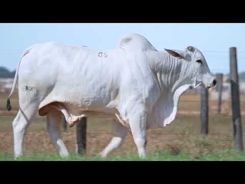 LOTE 85 - B 216