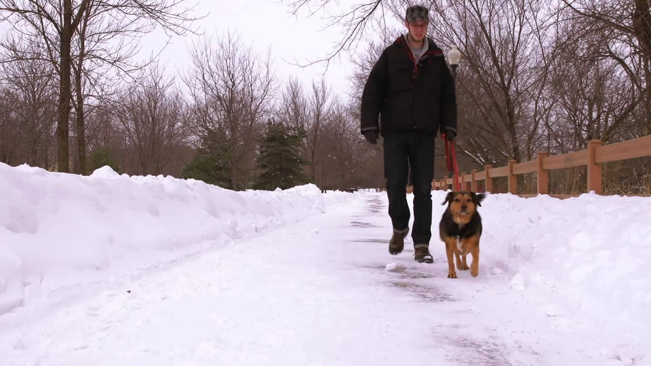 dog videos to show your dog SNOW CITY: DOGTV Exposure
