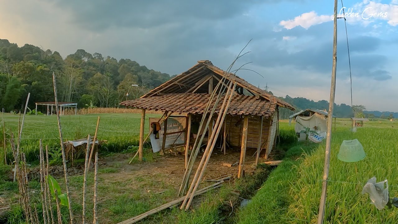 Walk In Breeding Virtual walk in daily life of breeding cows and sheeps in the village ...