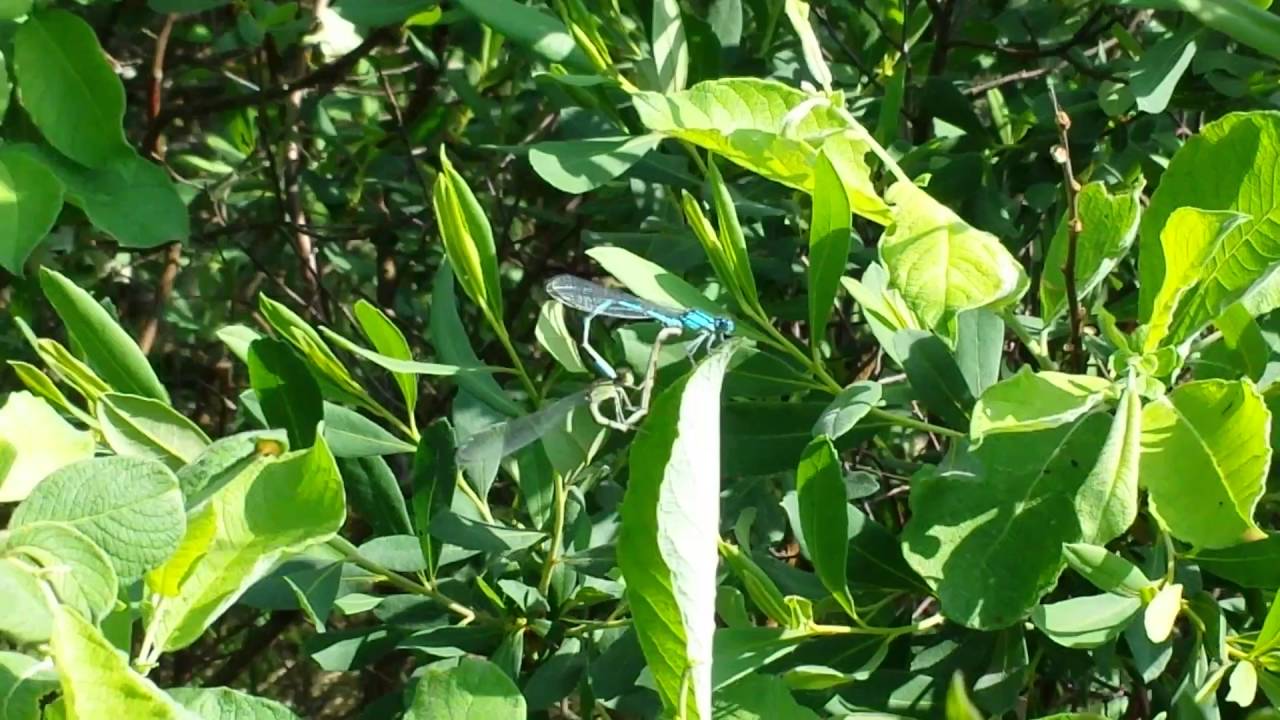 Kleinlibelle - Zygoptera